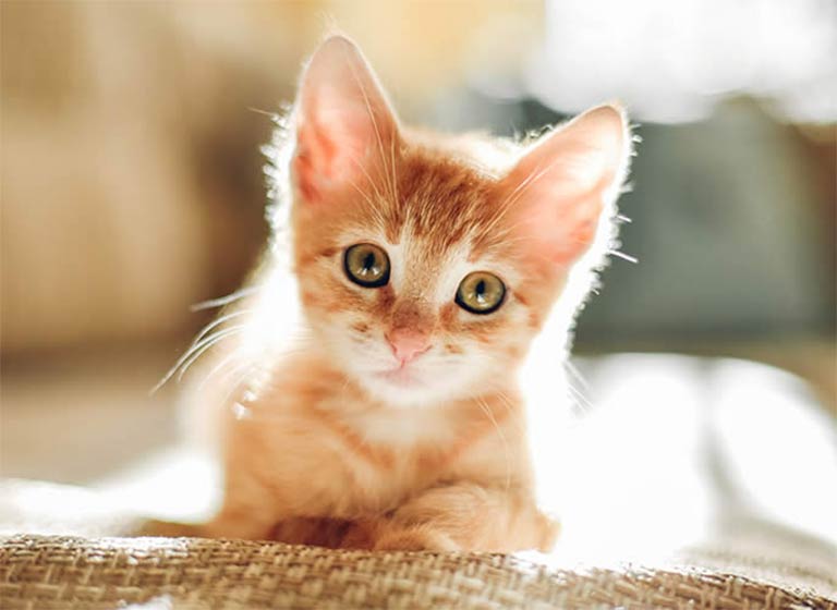 pet_02 pet_02