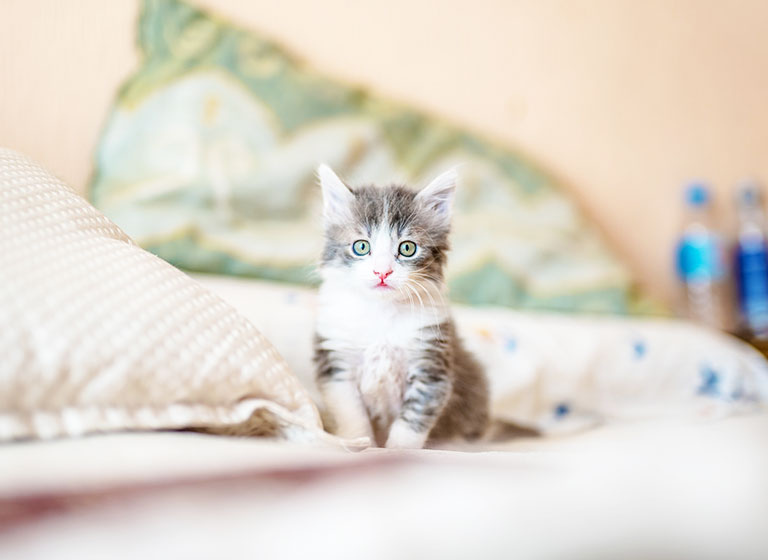 pet_05 pet_05