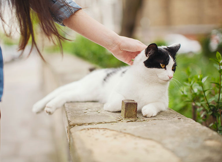 pet_08 pet_08